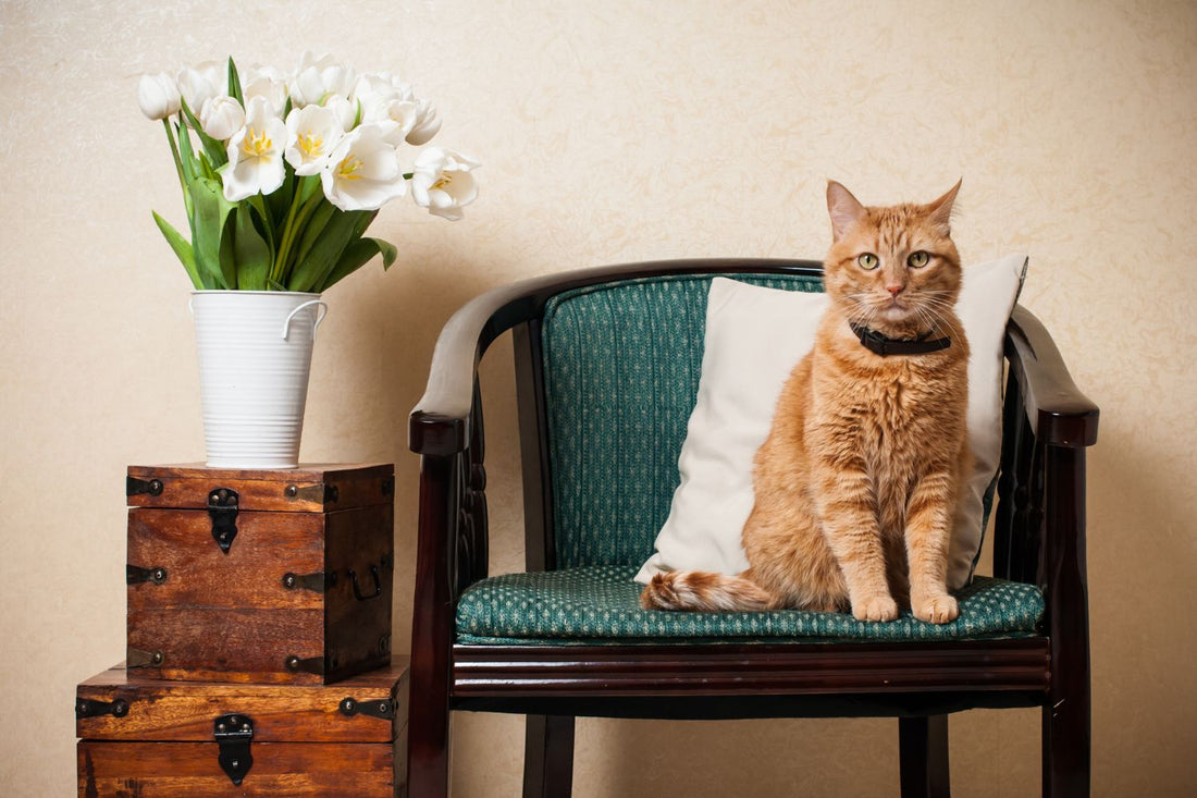 The Best Ways To Make Your House Cat-Friendly
