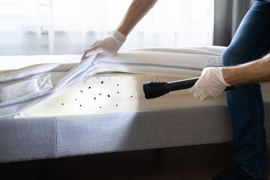 An in-depth Guide To Make You Say Goodbye To Bed Bugs