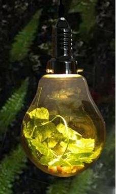 Globe Plant Pendant Lamp - Small - 10.5 x 6 - Pendant Lamp